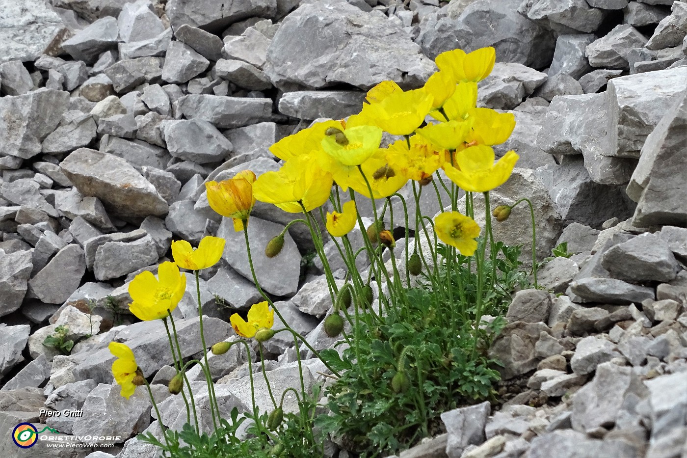 03 Papavero alpino (Papaver rhaeticum).JPG